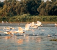 Swans on Danube Delta Swans on Danube Delta